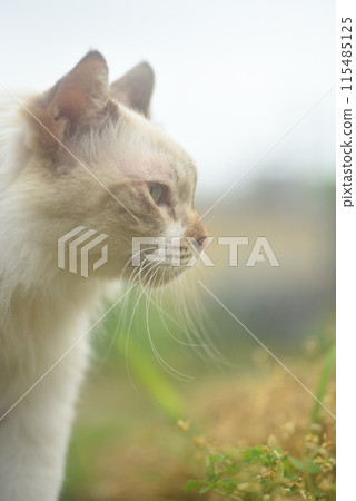 Cat staring profile close-up Cat staring profile close-up 115485125