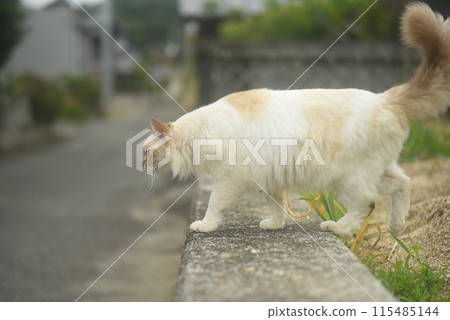 一隻長白尾巴的貓的側視圖 一隻長白尾巴的貓的側視圖 115485144