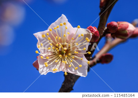 薩布里梅花 愛知縣知多市 115485164