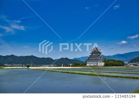 勝山城有新綠、稻田和秋麥 勝山城有新綠、稻田和秋麥 115485194
