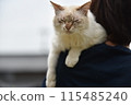 Woman with cat on her shoulder 115485240