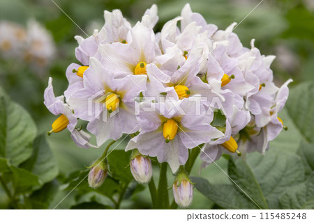 馬鈴薯花 115485248
