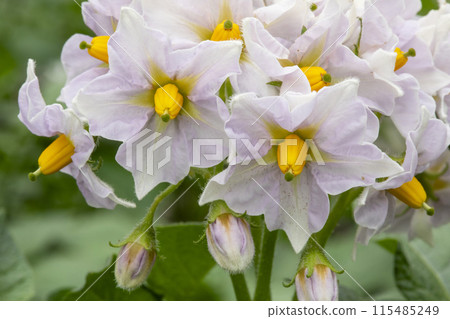 Potato flowers 115485249