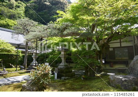 Saisho-in Temple, Matchmaking Pine Tree, Sakyo Ward, Kyoto City Saisho-in Temple, Matchmaking Pine Tree, Sakyo Ward, Kyoto City 115485261