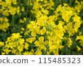 Rape flower field covered with clouds 115485323