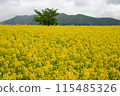 Rape flower field covered with clouds 115485326