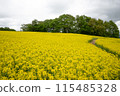 Rape flower field covered with clouds 115485328
