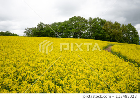 雲彩覆蓋的油菜花田 雲彩覆蓋的油菜花田 115485328