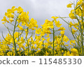 Rape flower field covered with clouds 115485330