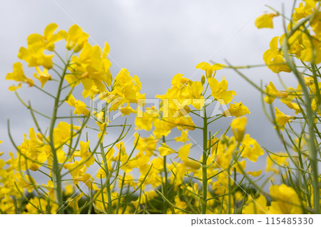 雲彩覆蓋的油菜花田 雲彩覆蓋的油菜花田 115485330