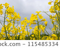 Rape flower field covered with clouds 115485334
