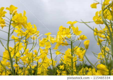 Rape flower field covered with clouds Rape flower field covered with clouds 115485334