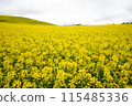 Rape flower field covered with clouds 115485336