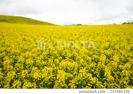 雲彩覆蓋的油菜花田 115485336