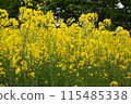 Rape flower field covered with clouds 115485338