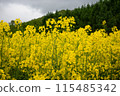Rape flower field covered with clouds 115485342