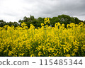 Rape flower field covered with clouds 115485344