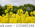 Rape flower field covered with clouds 115485348