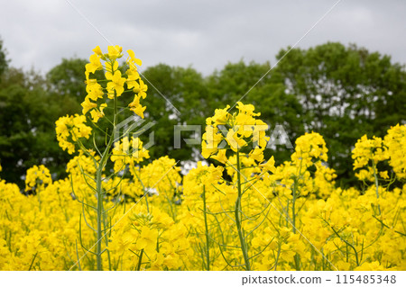 Rape flower field covered with clouds Rape flower field covered with clouds 115485348