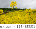 Rape flower field covered with clouds 115485351