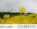 Rape flower field covered with clouds 115485353