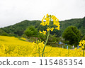 Rape flower field covered with clouds 115485354