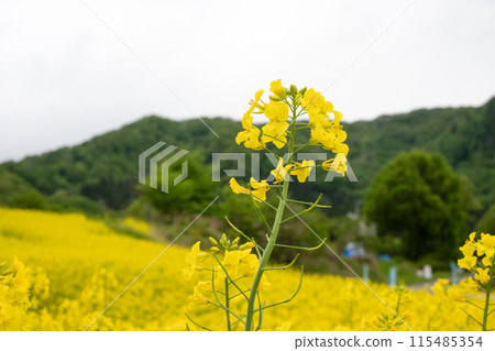 雲彩覆蓋的油菜花田 雲彩覆蓋的油菜花田 115485354