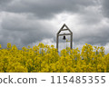 Rape flower field covered with clouds 115485355