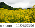Rape flower field covered with clouds 115485356