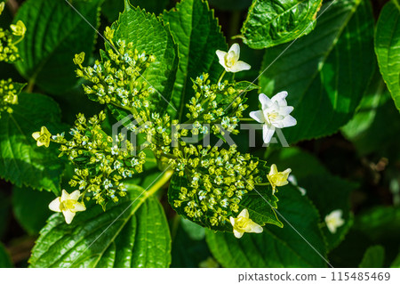 hydrangea   115485469