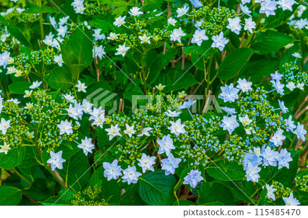 hydrangea   115485470