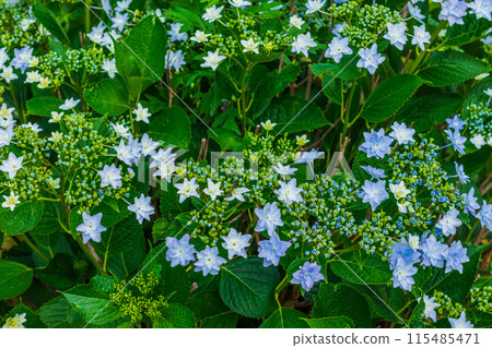 hydrangea   115485471