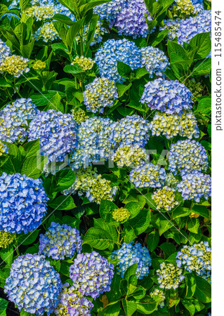 Various hydrangea Various hydrangea 115485474