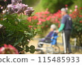 Scenery with roses 115485933