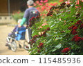 Landscape with rose flowers 115485936