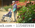 Elderly man in a wheelchair looking at roses 115485938