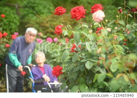 Seniors taking photos in a rose garden 115485940