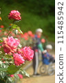 Old couple with roses 115485942
