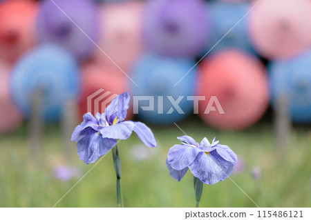 Colorful irises continue to bloom and soothe people's hearts 115486121