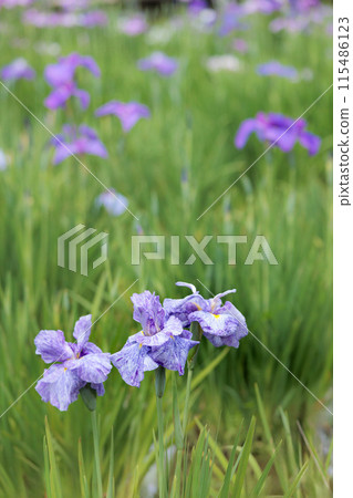 鳶尾花綻放出多種色彩,不斷撫慰著人們的心靈。 鳶尾花綻放出多種色彩,不斷撫慰著人們的心靈。 115486123