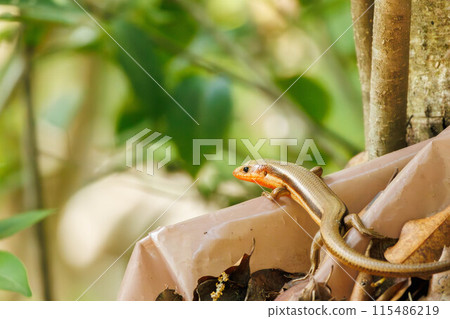 Japanese grass lizard resting on a tree 115486219