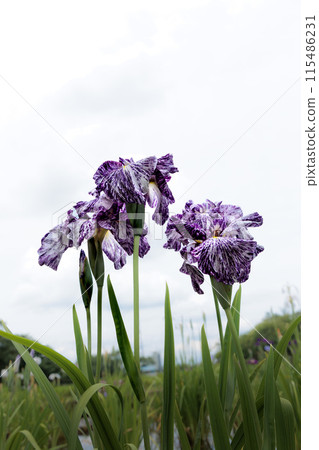 Colorful irises continue to bloom and soothe people's hearts 115486231