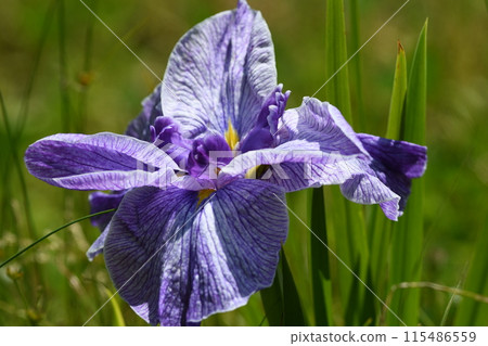 Iris, Fujisawa City, Shinbayashi Park 115486559