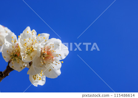 白梅花 愛知縣知多市 白梅花 愛知縣知多市 115486614