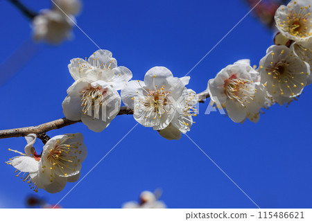 White plum blossoms, Chita City, Aichi Prefecture White plum blossoms, Chita City, Aichi Prefecture 115486621