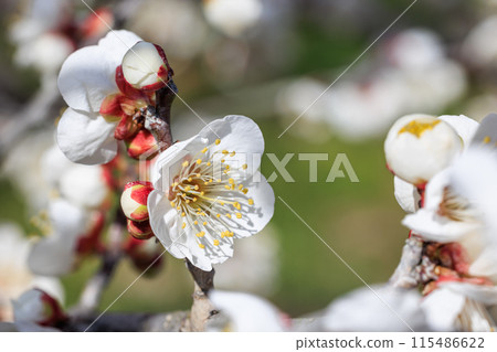 White plum blossoms, Chita City, Aichi Prefecture White plum blossoms, Chita City, Aichi Prefecture 115486622