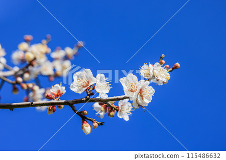 White plum blossoms, Chita City, Aichi Prefecture 115486632