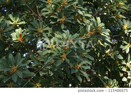 Bayberry flowers, March 2023 115486875