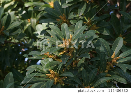 楊梅花/2023年3月 楊梅花/2023年3月 115486880