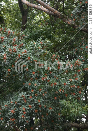 Bayberry flowers, March 2023 Bayberry flowers, March 2023 115486886